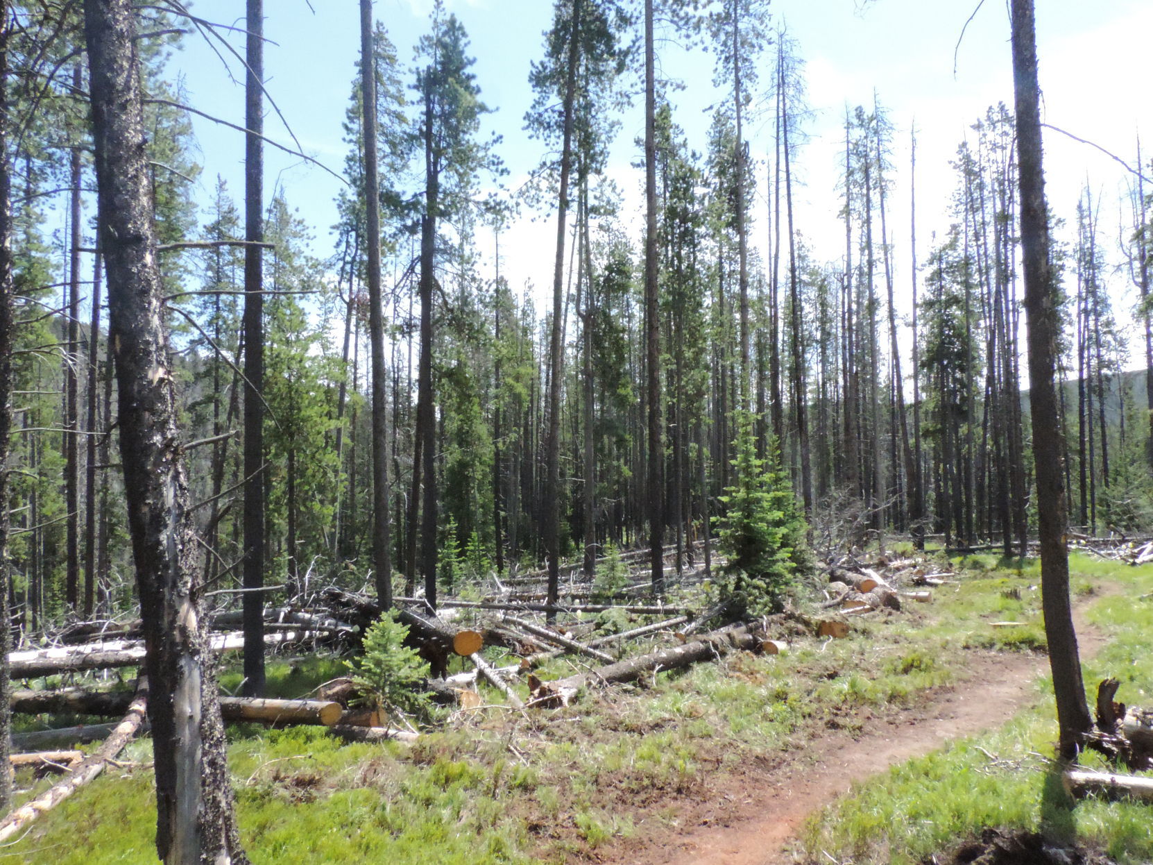 trail project tree cut